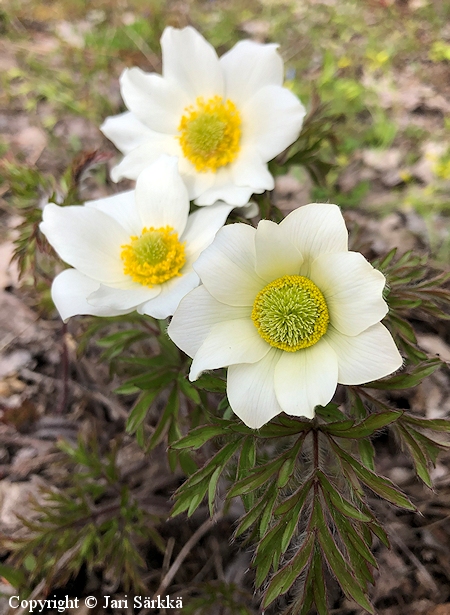  Pulsatilla alpina, alppikylmnkukka